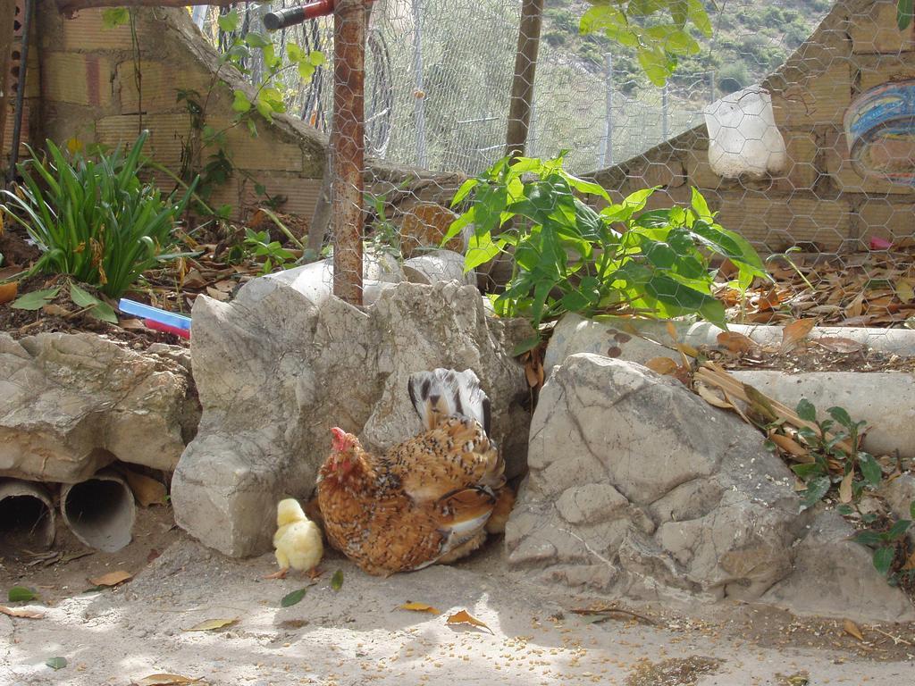 El Rincon De Carmen Guest House Rute Exterior foto